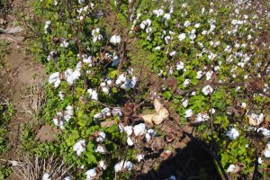 Cotton near the Shackup Inn