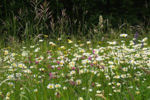 Beautiful Spring wild flowers, perhaps offspring of flowers seen my Mum's childhood eyes.