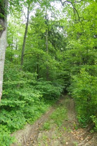 Some of the forest still close to the castle, I guess my Mum may have walked here.