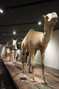 Part of the display of animals used in wars.