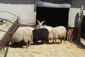 Hungarian sheep