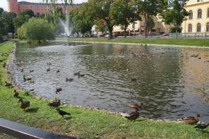 Duck, ducks and still more ducks