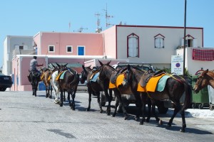 Of course there are donkeys