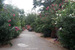 Beautiful flower lined streets on the Big Island